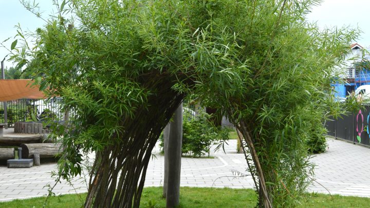 Spelen voor het Kindcentrum en de kinderen uit de buurt. Robuust met voldoende jong groen, dat nog wel wat mag groeien.